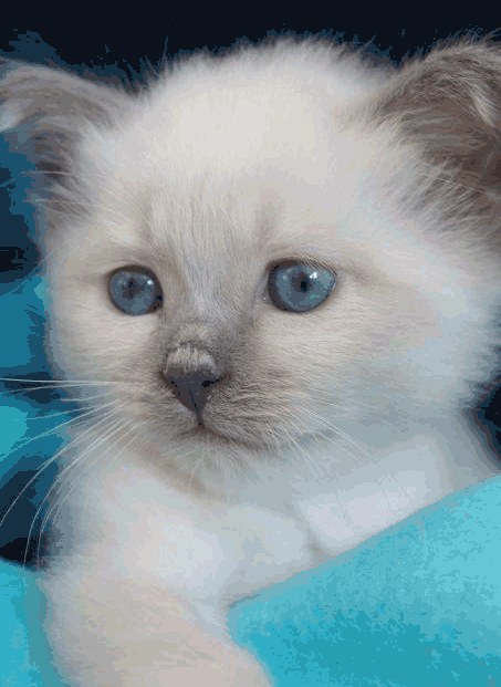 Le chat