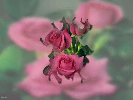 L'amour de la Rose