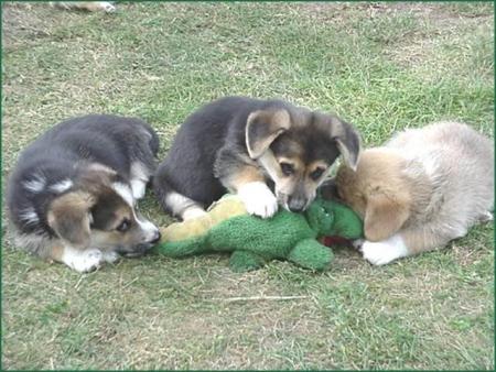 yesssssss  un crocodile qui ce fait   bouffer par des chiens