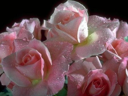 LA ROSE