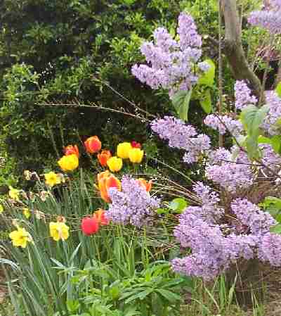 Premiers signes du Printemps - (Th�ophile Gautier)