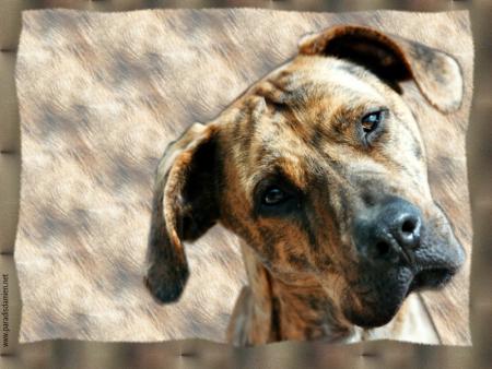 mon chien