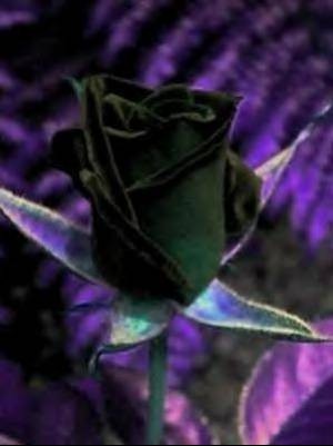 tres belle rose