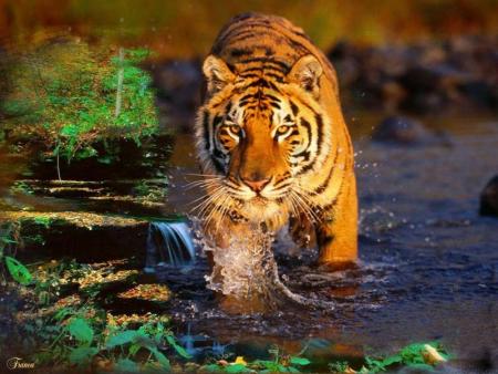 le tigre