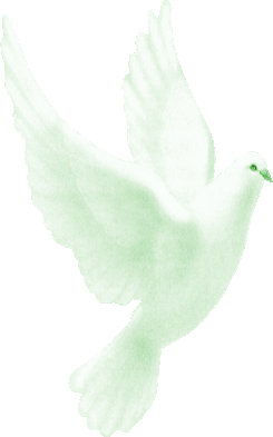 une colombe