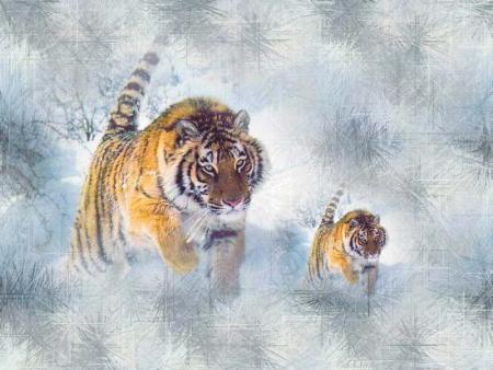 le tigre