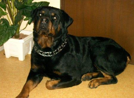 mon Rottweiler  (urgo) ag� de 24 mois)