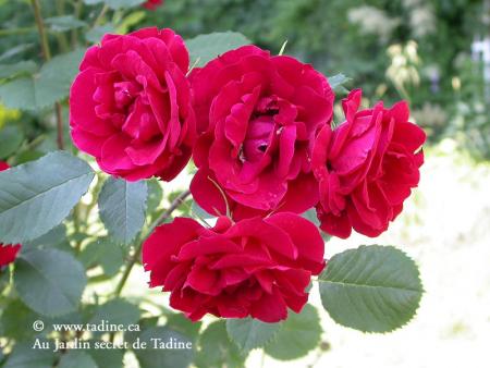 la rose