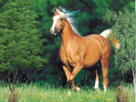 cheval blond