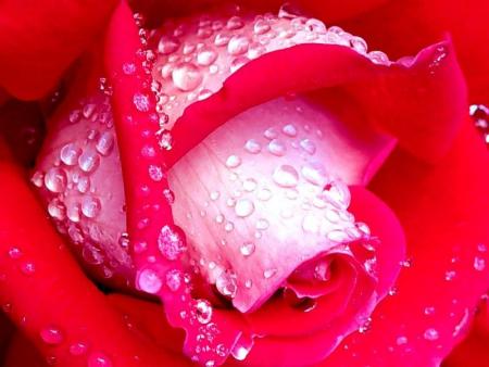 hooooo belle rose