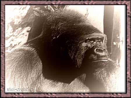 le gorille