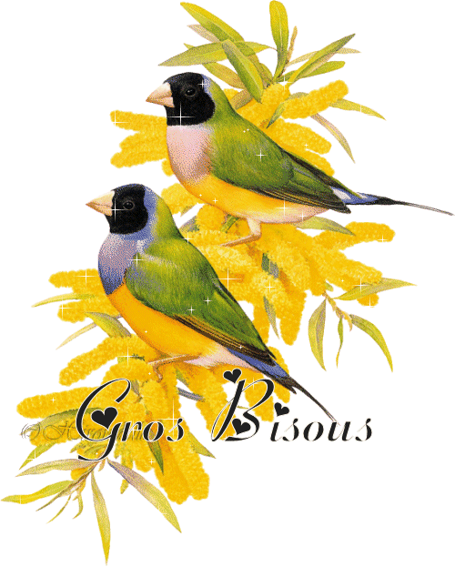 La beaut� de la for�t