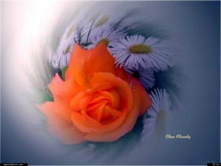 une fleur