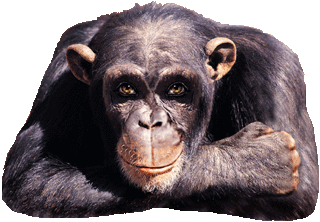 vieux singes
