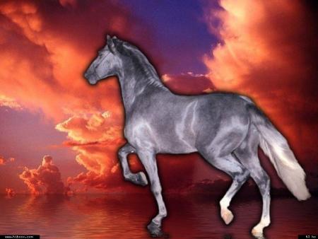 Belle petite hirondelle