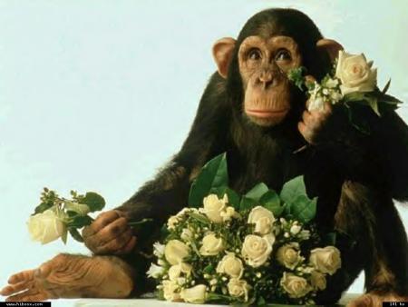 Le soleil fait pousser les jolies fleurs