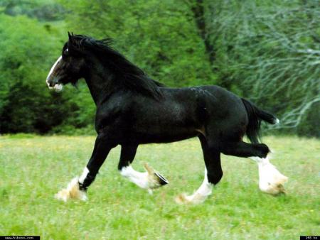 Je voudrais �tre ton compagnon honn�te