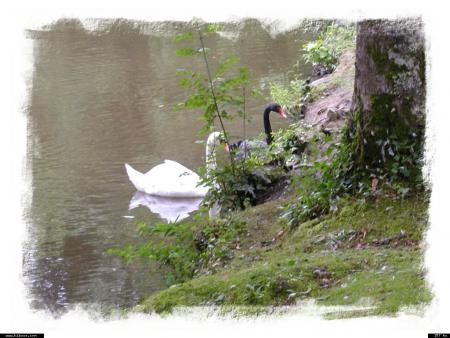 LE CYGNE