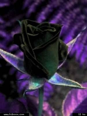 Chaque jour, j'admirais cette beaut�