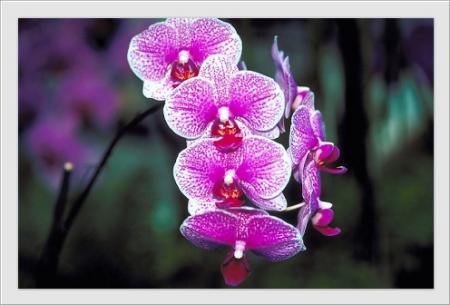 orchid�e offerte par mon amie claire