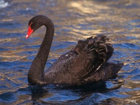 une beaut� du monde animal