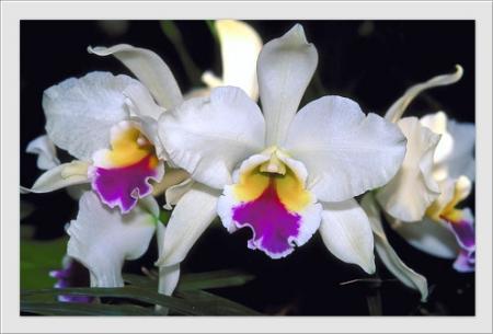 orchid�e