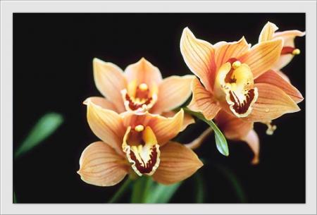 orchid�e
