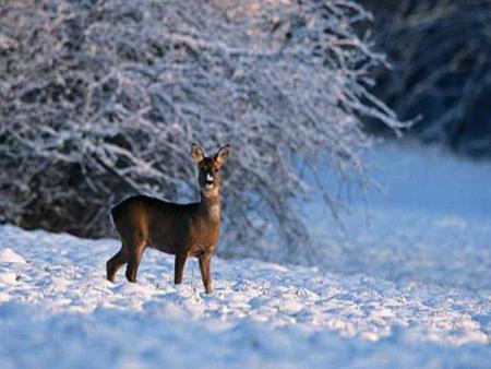 paysage hivernal