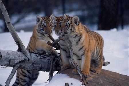 mon animal  sauvage preferer