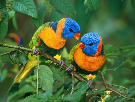 tres jolis oiseaux
