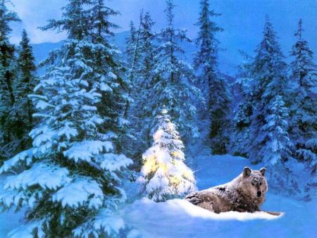 loup dans la neige