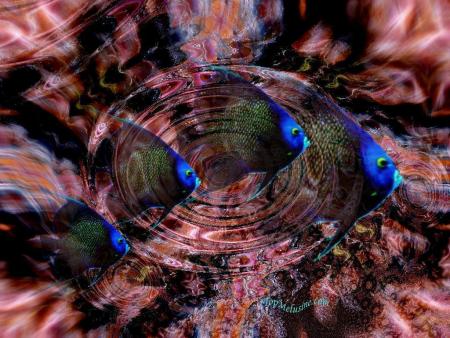 poisson