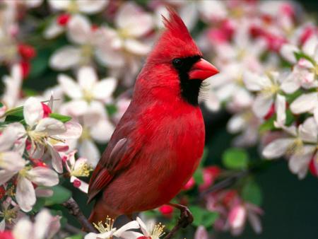 bel oiseau